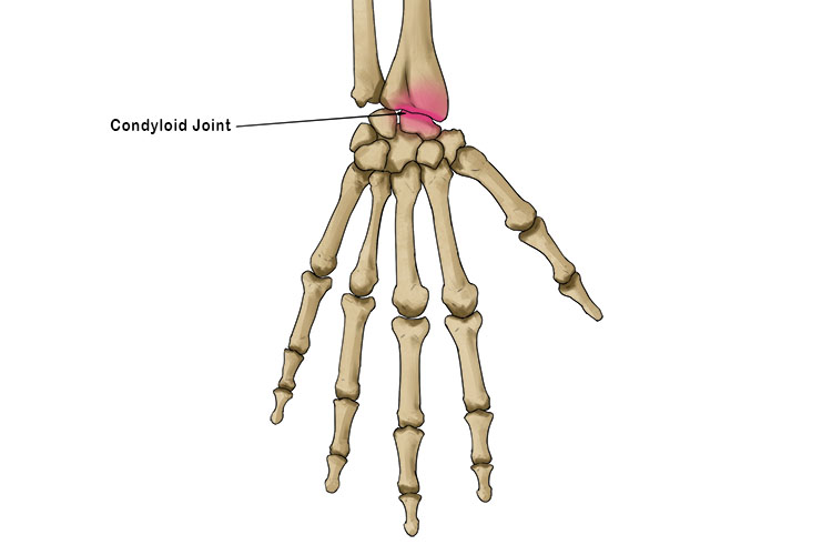 As seen in the mnemonic above, we have highlighted the word arrested to help remind you that the condyloid joint is the main joint in the wrist